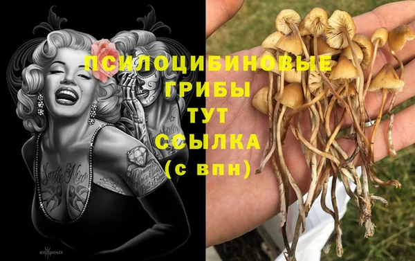 apvp Алзамай